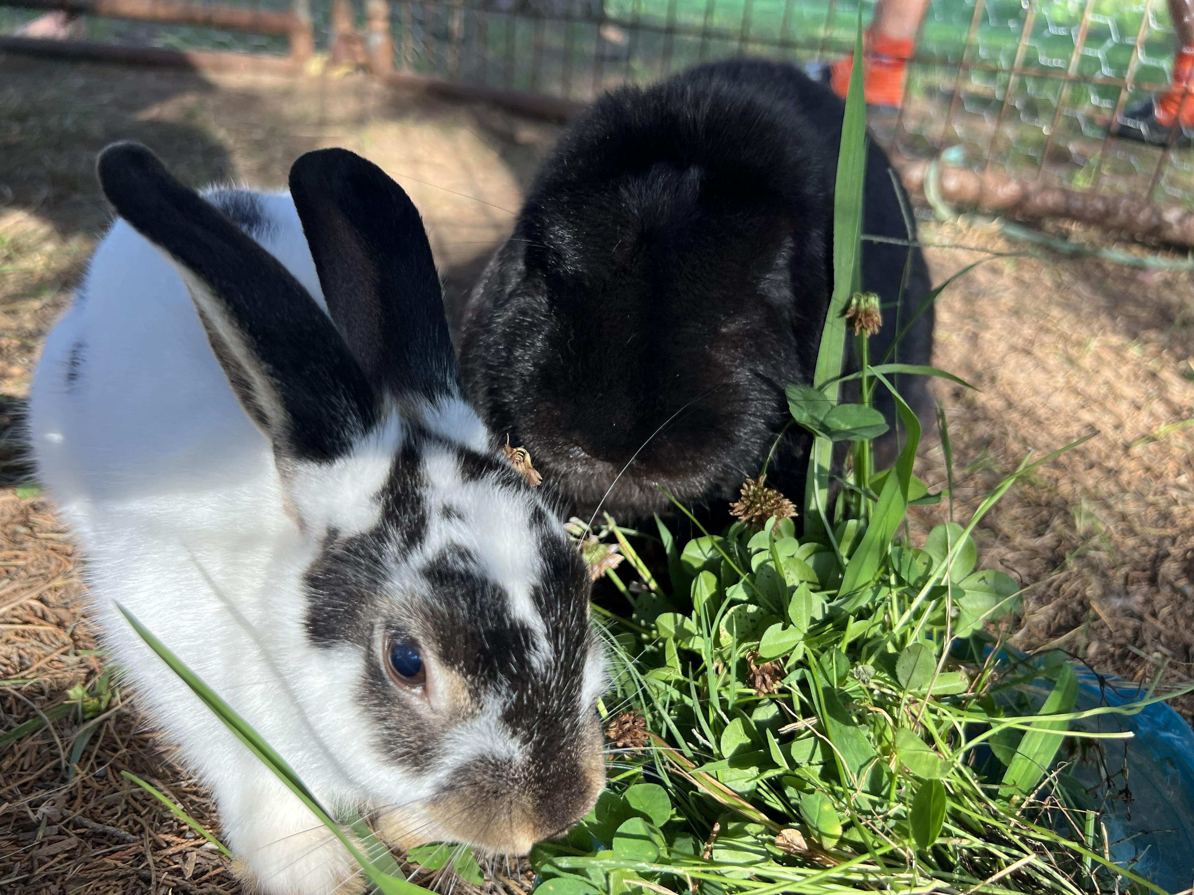 Bunnies